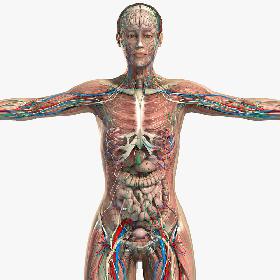 Female Anatomy Pack Complete (Textured)